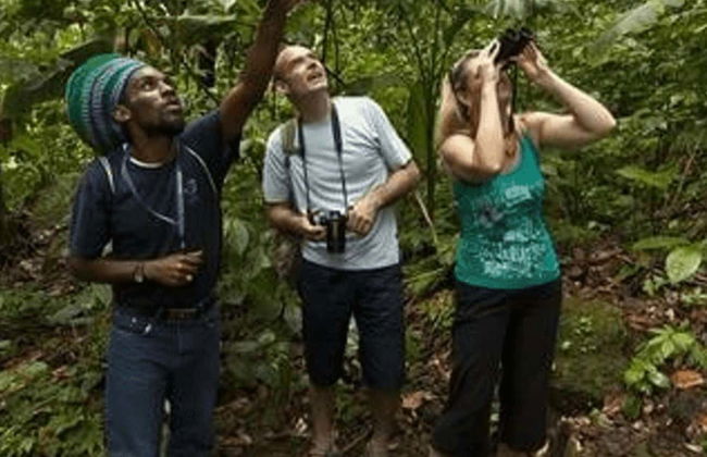 Avistamiento de aves en Castries Waterworks - Foto 1