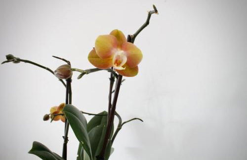 Like Home II - casa espaçosa com 3 quartos e vista mar - Foto 7