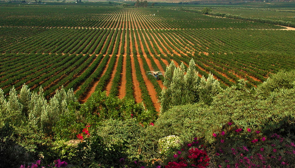 Mexican Wine and Tasting - Private Tour - Photo 1