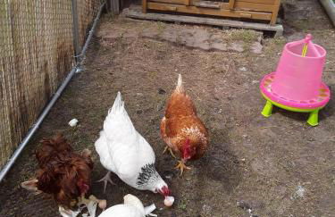 La Longère des Basses Terres - Photo 14