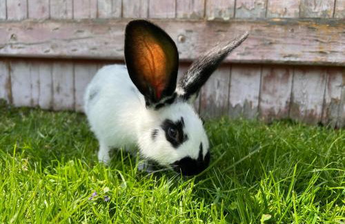 Ferien-Landleben - Photo 10