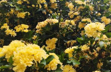 Olive Lemon Biophilic House & Lush Forest Garden - Foto 33