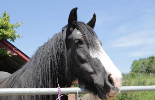Foulsyke Farm Cottage - Foto 34