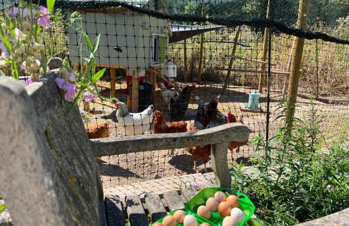 Das "Sommerhaus" in Bingen am Rhein - Foto 24