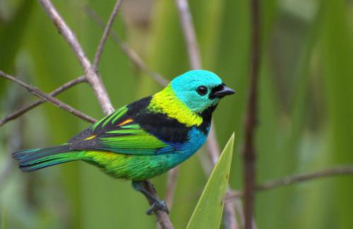 Vila dos Tangarás, Casa 1 Praia, a 30m do mar - Foto 69