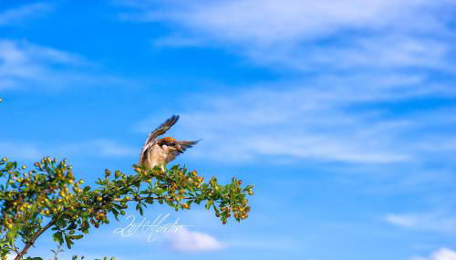 Casa Rural El Corralino - Foto 3