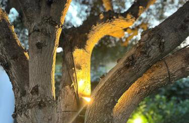 Olive TreeHouse - Foto 29