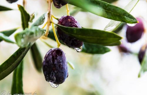 Apartments Rosa - Foto 12