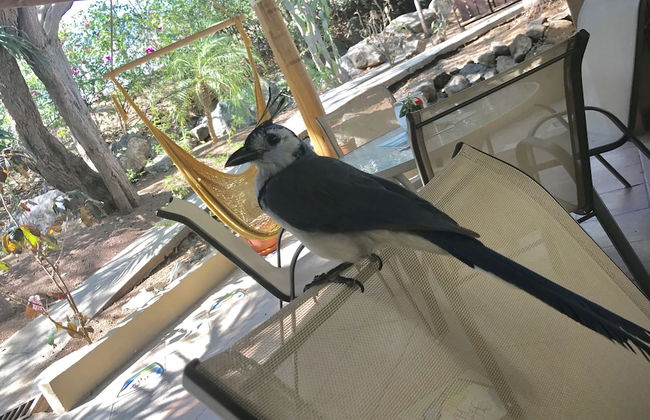 Villas Hermosa Heights - Photo 47