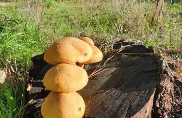 Quinta da Mal-disposta, cabin lodge Countryhouse - Foto 57