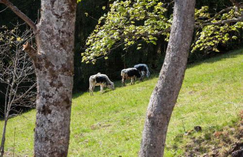La Cabane de Tim - Foto 29