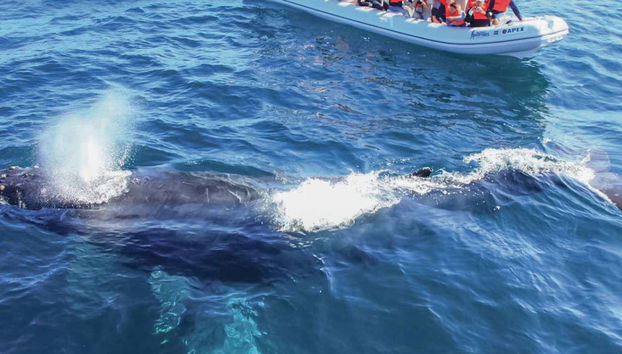 Observation de baleines dans la Riviera Nayarit