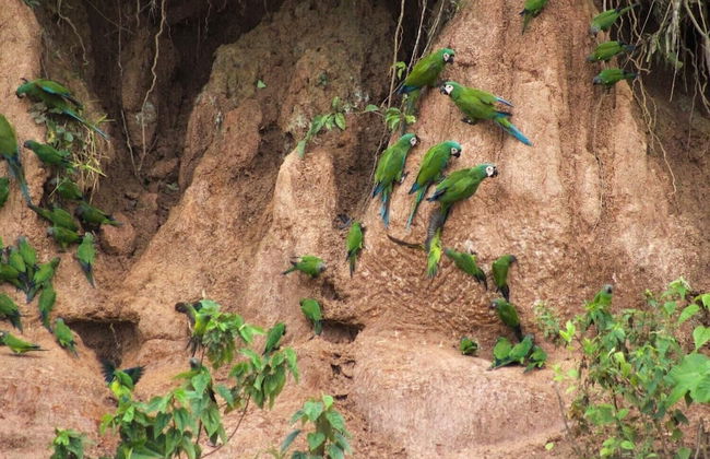 Tronco Tambopata Adventure - Photo 30