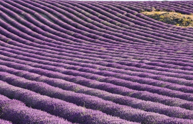 Brihuega Lavender Fields + Distillery Tour - Foto 1