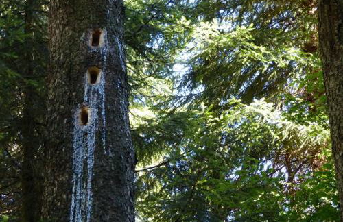 Haus Wald-Eck - Foto 22