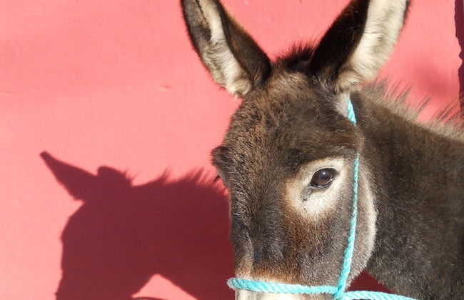 Agriturismo Sierro Lo Greco - Foto 5