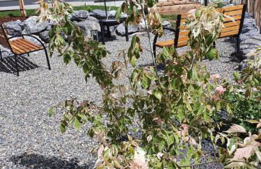 Ferienhaus am Funkenbühl - Foto 37