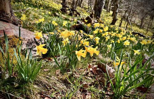 FerienLoft Eifeel Good - Natururlaub in Monschau - Foto 27