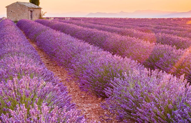 Provence Lavender Fields Tour from Marseille - Photo 1
