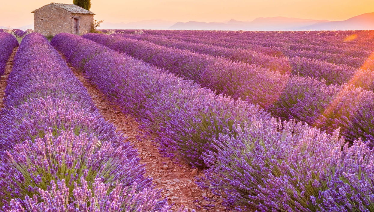 Excursión a los campos de lavanda de Valensole, Gordes y Roussillon