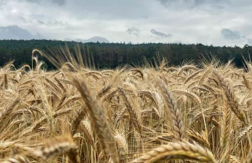 NEU Feinzeit Chalet mit privater Sauna - Foto 41