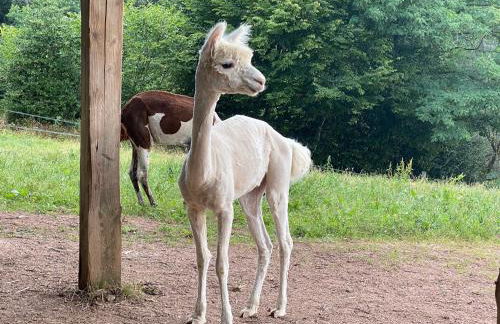 Les Perruchons ancienne grange rénovée avec soin - Foto 50