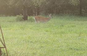 Cozy Cabin on 22 Private Acres Peaceful Retreat in Smithville, TX - Foto 17