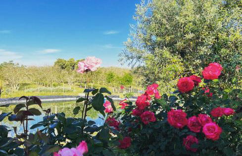 Casa de Campo, Quinta do Funchal - Foto 9