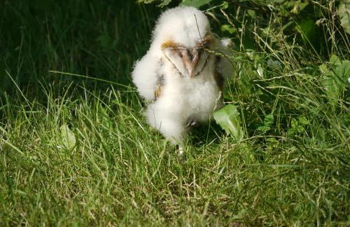Historisches Haus Uhlenhorst - Foto 37
