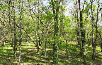 Maison dans parc arboré - Foto 12