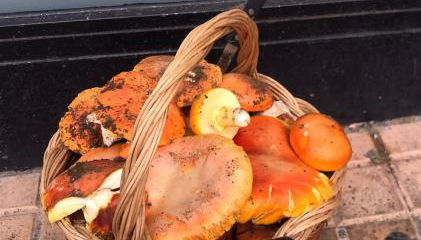 El descanso de las hadas - Foto 4