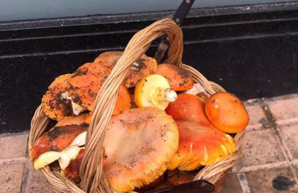 El descanso de las hadas - Foto 4