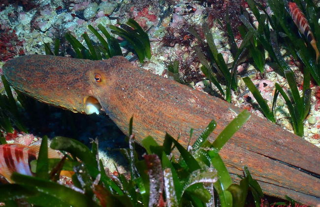 Bautismo de buceo en Puerto Addaya - Foto 16