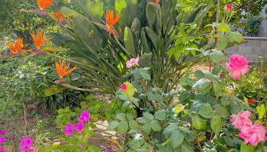 Villa Eden - Foto 3, Garden, Garden view