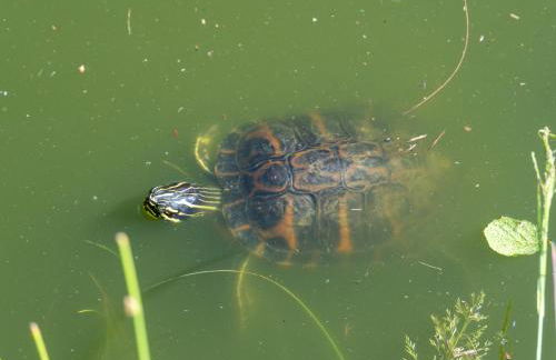 Gästehaus Teichmann - Foto 7