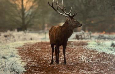 Nense Cottage - Foto 20