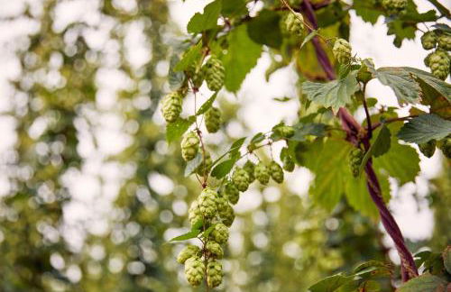 Hop Pickers Cottage - Foto 36