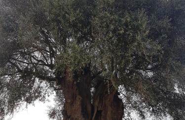 Casas da Balsa - Foto 42