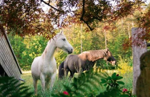 Holiday Home in Walscheid mit Terrasse- Grill by Interhome - Foto 55