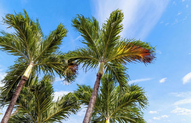 Kuleana Club - 210 - Foto 39