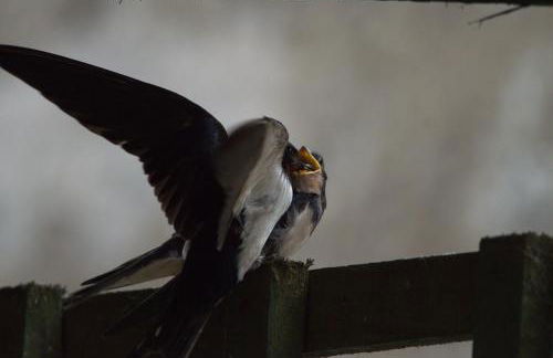 Rosemount Bothy - Highland Cottage - Foto 38