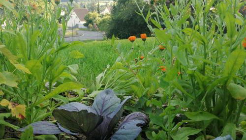 Villa Hinterland - Foto 5, Garden view