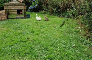 Puddle Duck Peeps Out Chalet - Foto 7