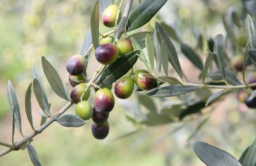 Borgo Guglielmo - Photo 62