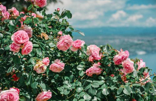 Petra Hills Majestic - Foto 38