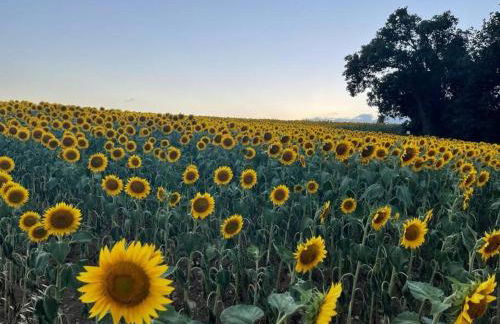 Casale Armonia - Foto 3