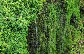 Pé na Aldeia - Foto 34