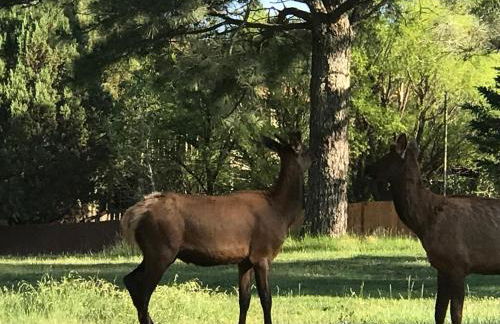 Gonzales Cozy Little Bear Cabin - Foto 42