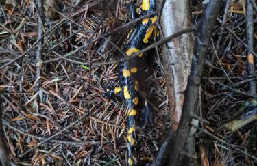 Morowo chałupa - Photo 63