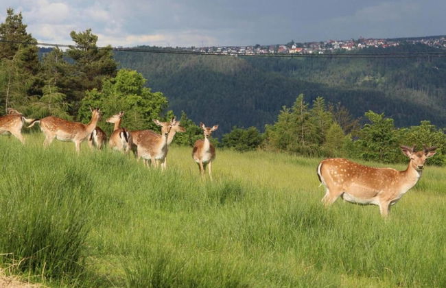Gemutliche Wohnung in Schwenningen - Foto 27